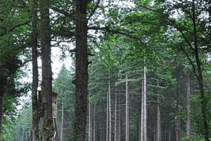 Forêt d'Estremont©DR